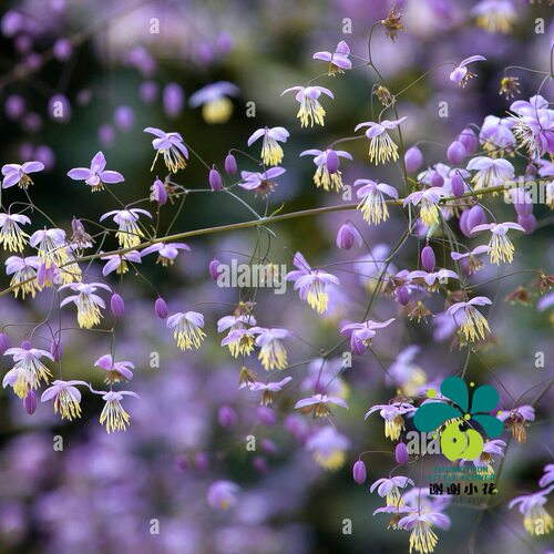 谢谢小花 重瓣偏翅唐松草 白花紫花单瓣耐阴裸根宿根花卉盆栽植物 - 图0