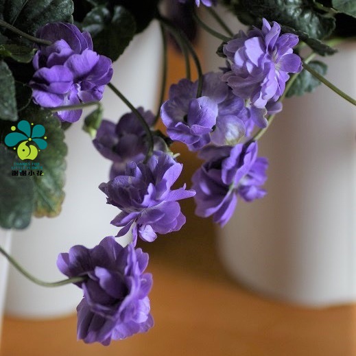 谢谢小花 重瓣香堇菜 蓝花白花 浓香耐寒花卉盆栽植物 多年生垂吊 - 图2