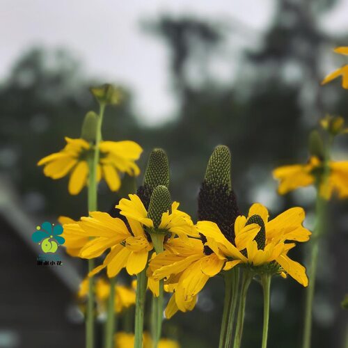 谢谢小花 蒲棒菊 大金光菊 草本花卉植物多年生宿根盆栽直立庭院 - 图0