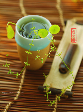 陶瓷景德镇青釉植物容器水培瓶