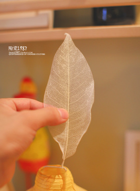 餐厅盆栽玉兰树叶脉摄影干花瓣