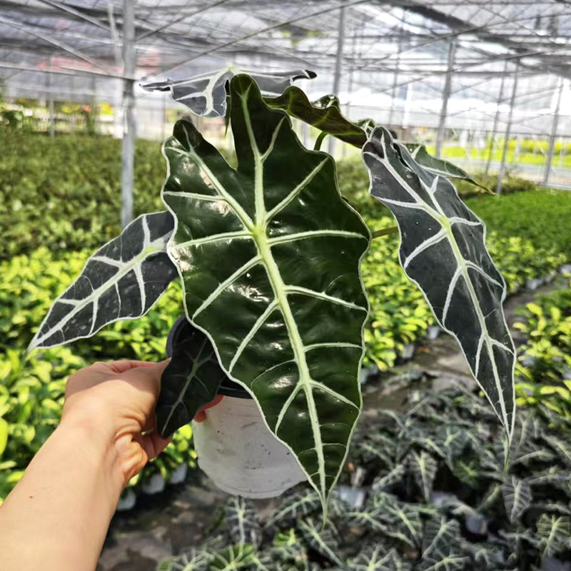 鳟鱼白冰海威秋海棠白犀牛大小仙女萨利安海芋绿天鹅绒蔓绿绒银钻,淘宝优惠券,粉丝福利购,淘宝优惠卷