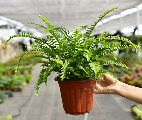 波斯顿蕨盆栽排草肾蕨 室内阳台盆栽绿植 观叶蕨类植物 净化空气 - 图1