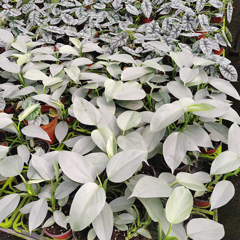 鳟鱼白冰海威秋海棠白犀牛大小仙女萨利安海芋绿天鹅绒蔓绿绒银钻,淘宝优惠券,粉丝福利购,淘宝优惠卷