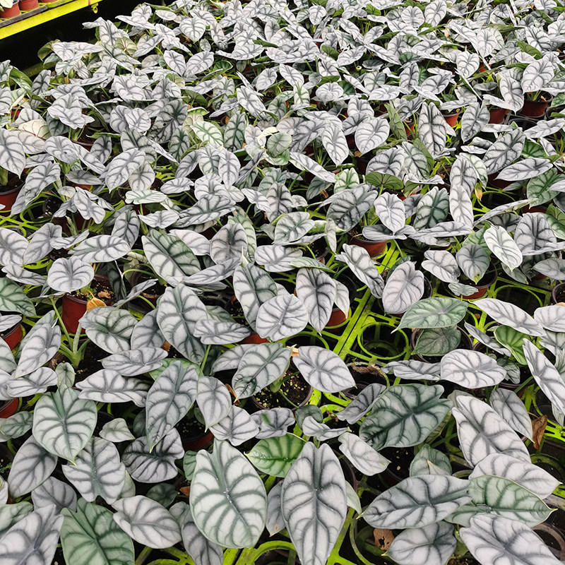 鳟鱼白冰海威秋海棠白犀牛大小仙女萨利安海芋绿天鹅绒蔓绿绒银钻,淘宝优惠券,粉丝福利购,淘宝优惠卷