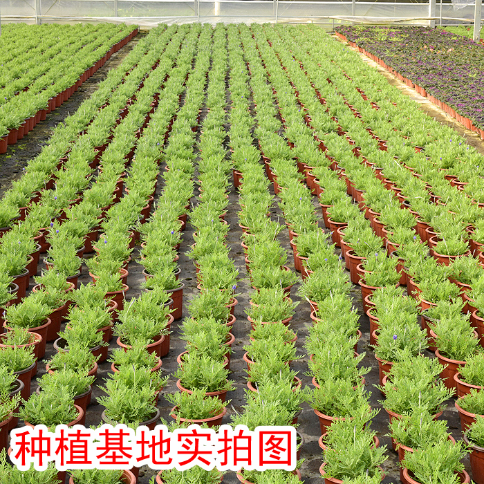 羽叶薰衣草花卉盆栽  室内阳台庭院观花植物 园艺绿植花期长好养 - 图1