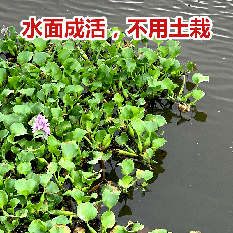 水葫芦浮萍水生植物养鱼养龟鱼缸造景净化水质鱼池水草种子水芙蓉 - 图1