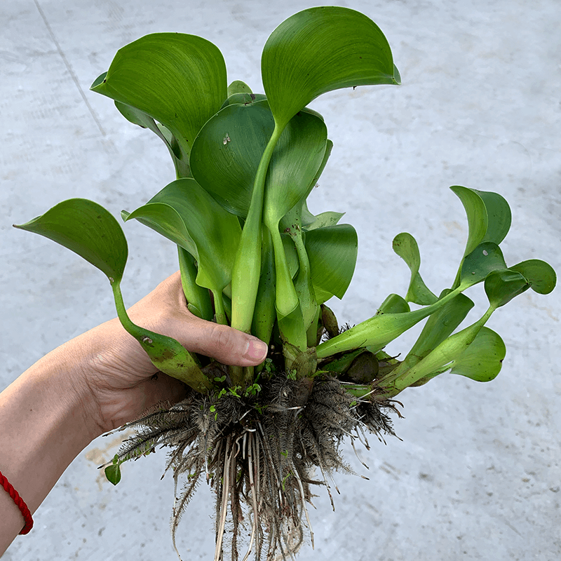 水葫芦浮萍水生植物养鱼养龟鱼缸造景净化水质鱼池水草种子水芙蓉 - 图3