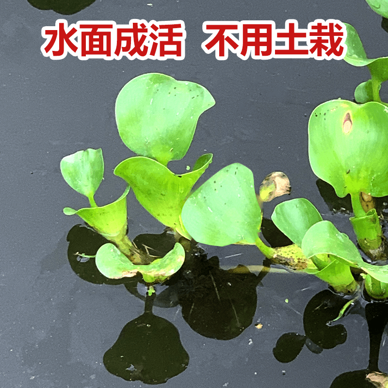 水葫芦浮萍水生植物养鱼养龟鱼缸造景净化水质鱼池水草种子水芙蓉 - 图2