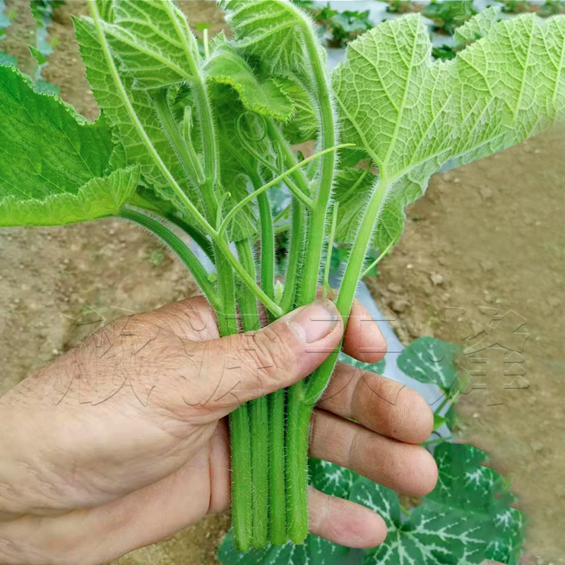 春秋播南瓜尖种籽孑家庭阳台专吃藤茎嫩叶四季秋季播南方特色蔬菜 - 图0