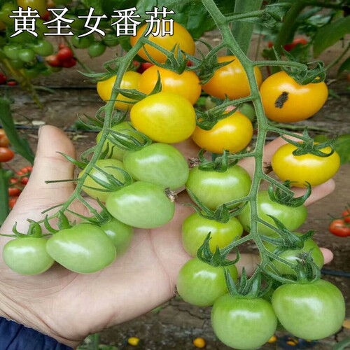 草莓番茄苗大小水果西红柿苗子黄小番茄四季阳台盆栽蔬菜苗 - 图1