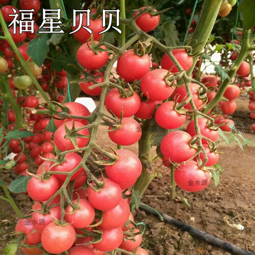 草莓番茄苗大小水果西红柿苗子黄小番茄四季阳台盆栽蔬菜苗 - 图0