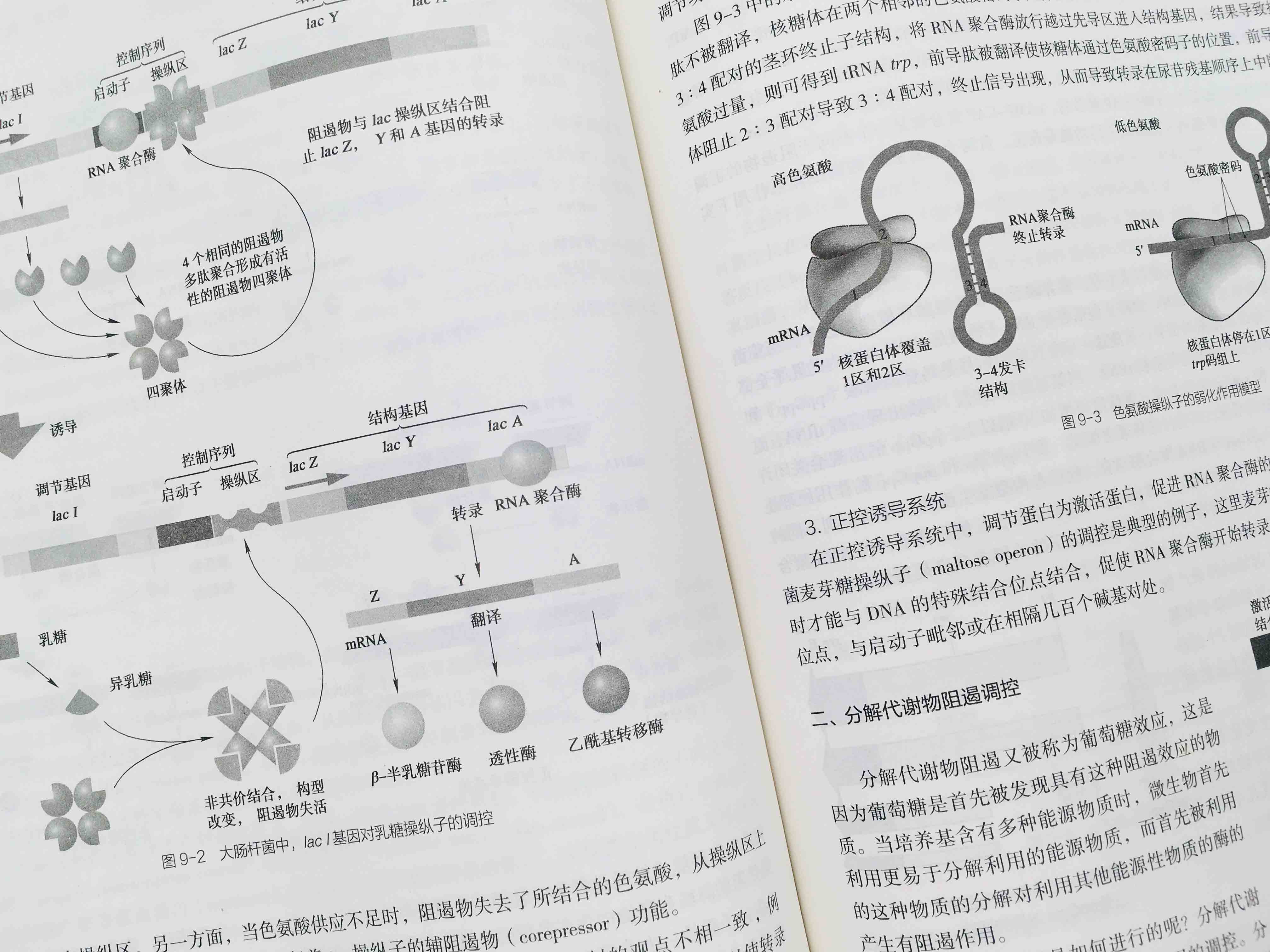 正版现货 微生物学 第八版 第8版 沈萍 陈向东 高等教育出版社 十二五国家规划教材 本科研究生教材 替换微生物学(2版)(平装) - 图1