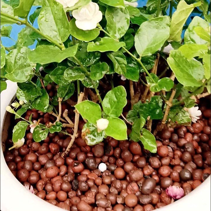 栽培基质铺面石垫底种花园艺绿化多肉陶粒发财树空心蜂窝陶粒拌土,淘宝优惠券,粉丝福利购,淘宝优惠卷