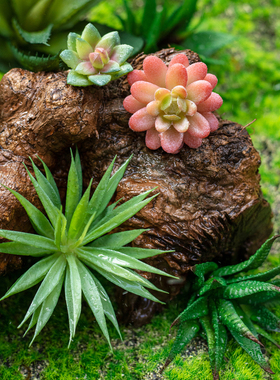 仿真空气积水凤梨多肉植物绿小盆景苔藓蕨类悬挂综合造景鱼缸搭配