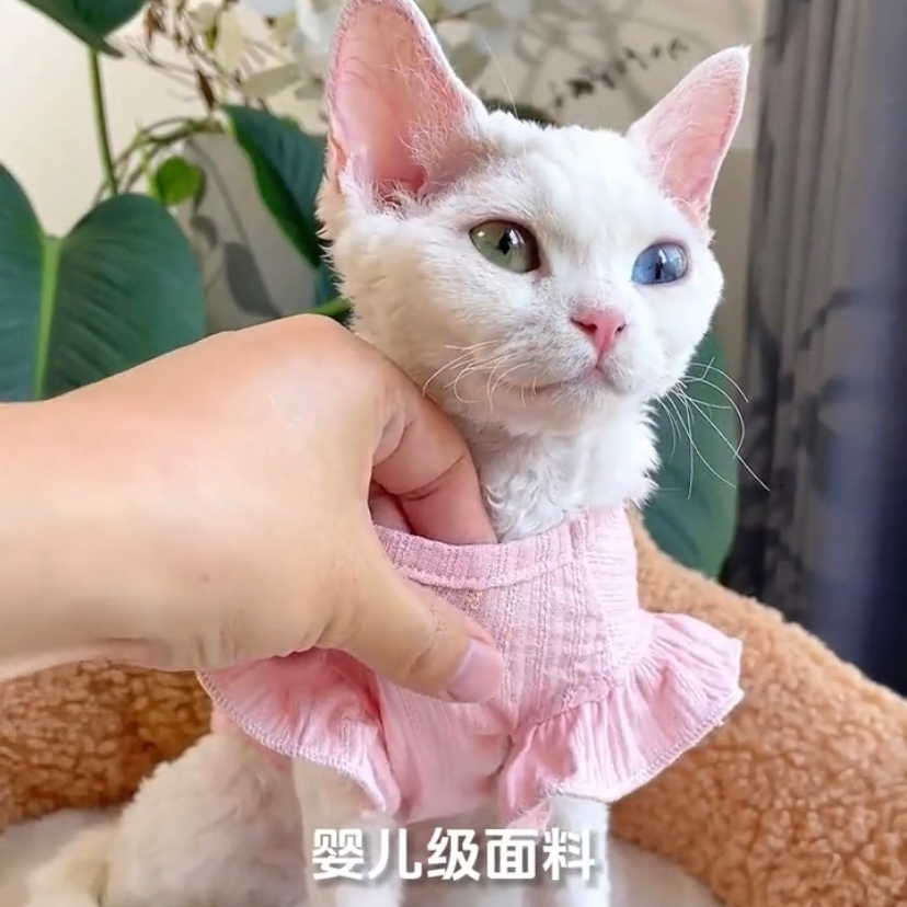 德文无毛猫衣服春夏薄款公主风防掉毛无袖布偶银渐层小飞袖背心 - 图0