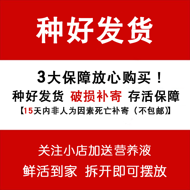 白玉虎皮兰净化空气吸甲醛花卉室内多肉植物办公室小盆栽水培绿植 - 图1