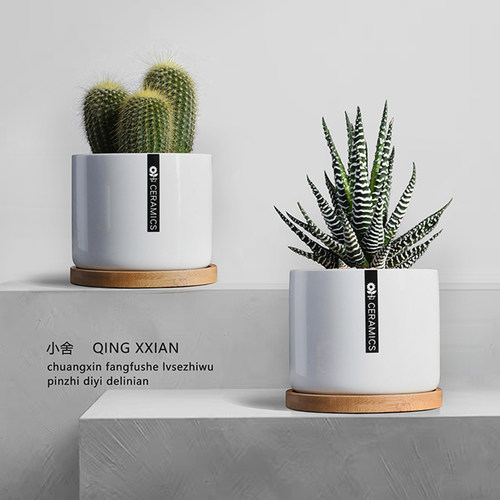 仙人掌创意盆栽室内多肉耐阴植物迷你耐旱好养净化空气绿植仙人球 - 图2