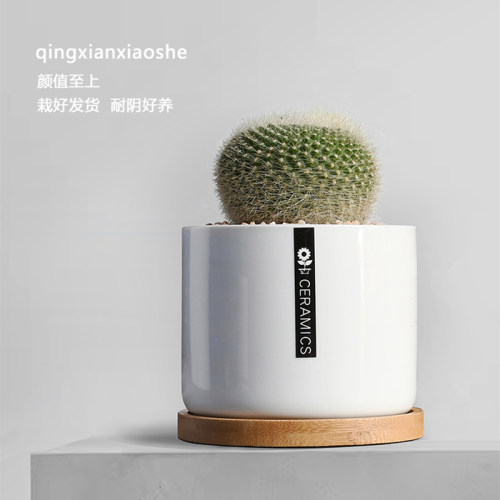 仙人掌创意盆栽室内多肉耐阴植物迷你耐旱好养净化空气绿植仙人球 - 图0