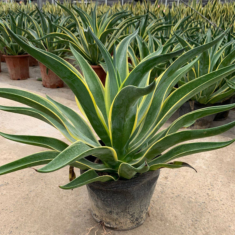 龙舌兰盆栽室内大株多肉植物大颗老桩巨型稀有品种盆景树苗好养活,淘宝优惠券,粉丝福利购,淘宝优惠卷