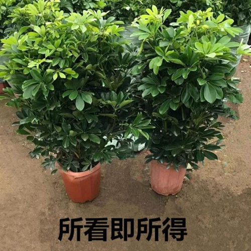 大型室内客厅盆栽花卉八方来财鸭脚木绿植七叶莲发财树鸭掌木耐寒 - 图2