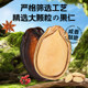 Zhenglin watermelon seeds 3A barreled New Year gift box