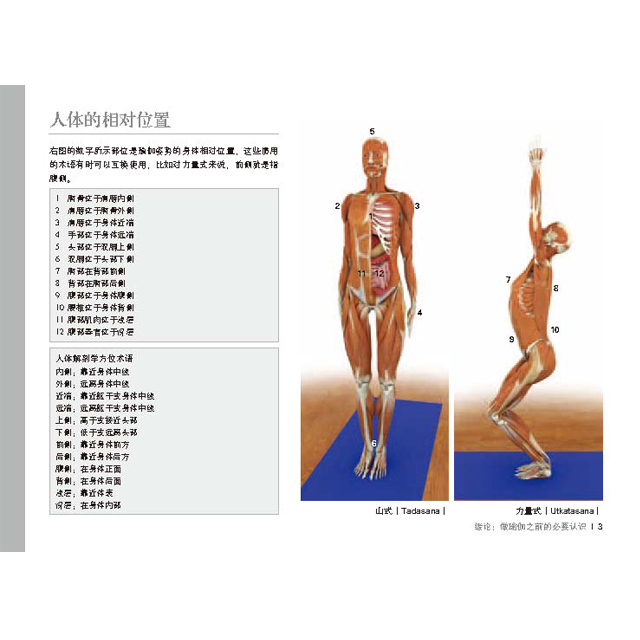 后浪正版现货 瑜伽3D解剖书1 肌肉篇 艾扬格弟子瑞隆作品初级入门指南零基础运动健身教程 - 图1