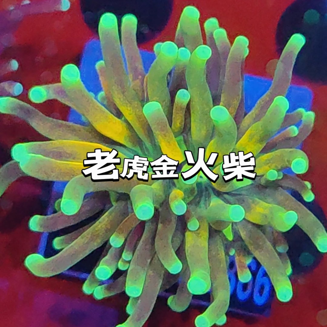 金火柴头珊瑚活物印尼沙巴澳洲金绿火柴头火炬圣杯LPS珊瑚海水鱼 - 图3