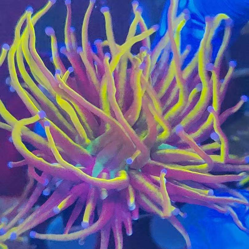 金火柴头珊瑚活物印尼沙巴澳洲金绿火柴头火炬圣杯LPS珊瑚海水鱼 - 图0