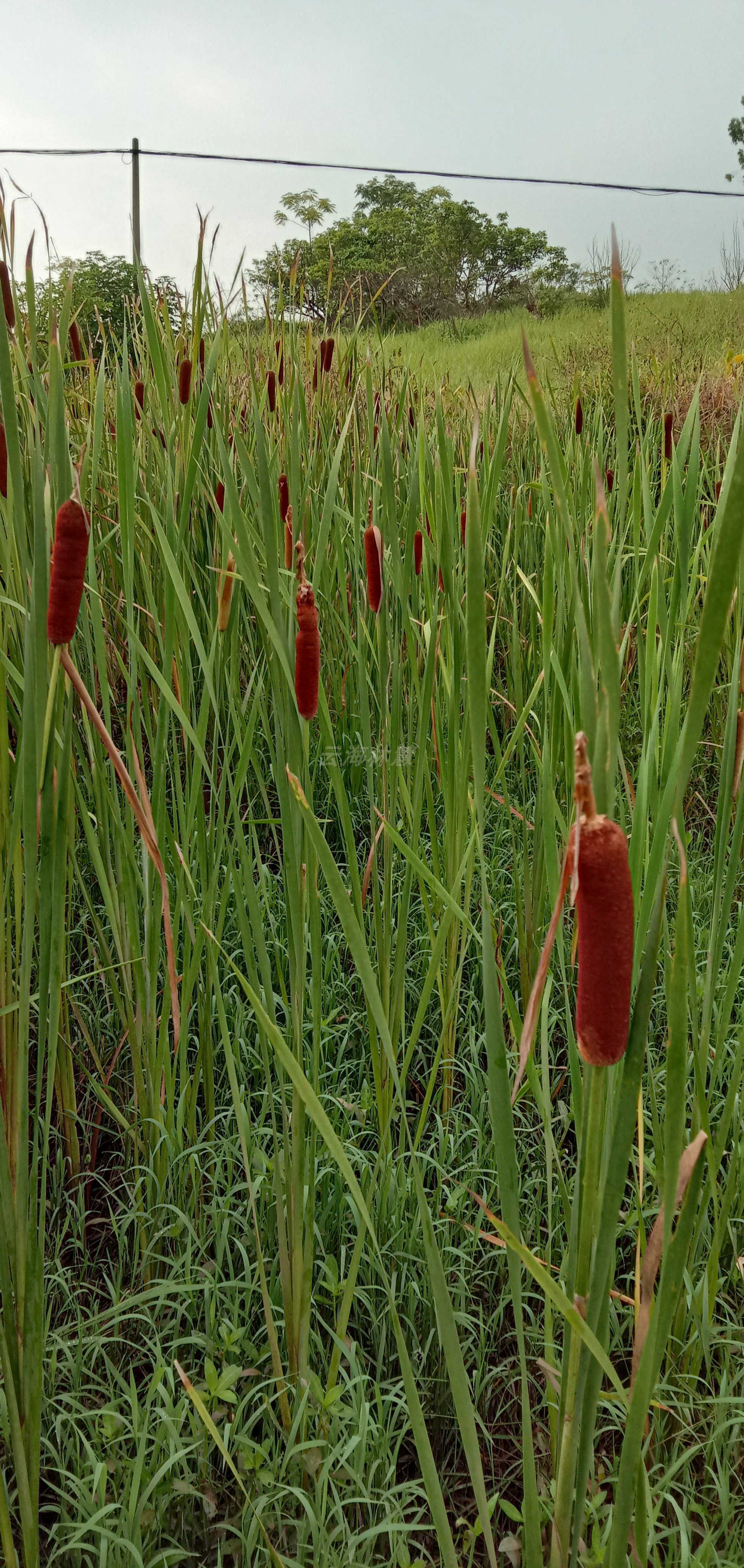 18支蒲棒现采插花布景装饰摆饰摄影道具家居饰品水蜡烛蒲棒枕头绒