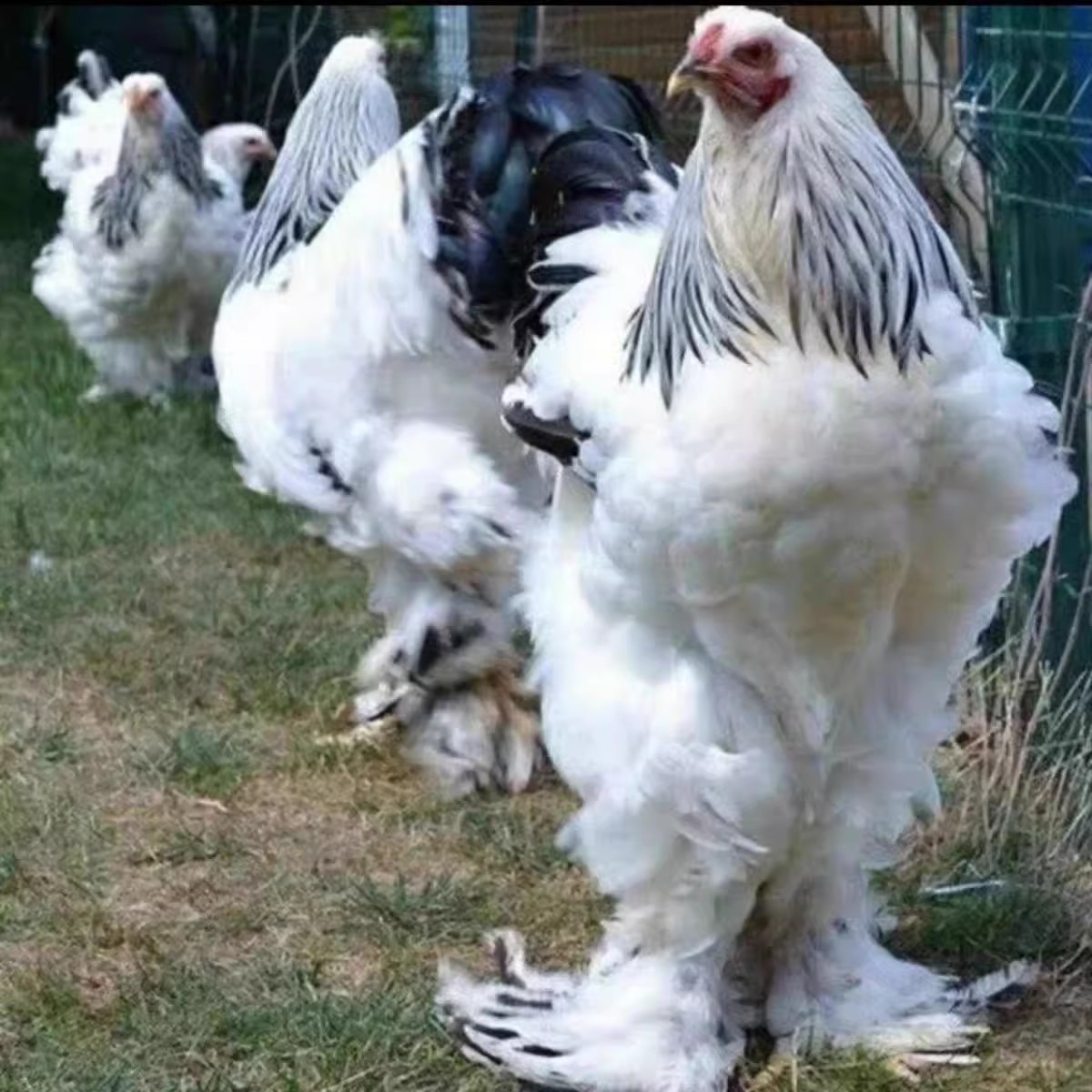 正宗婆罗门鸡活苗纯种巨型梵天鸡小鸡活苗脱温半大鸡观赏鸡宠物鸡