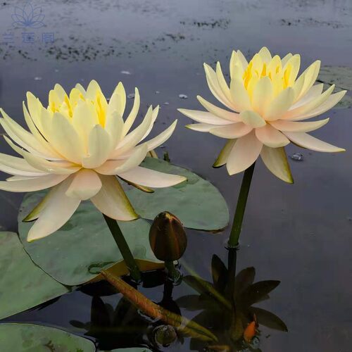 耐寒睡莲艾肯斯  大型品种   水生花卉 - 图1