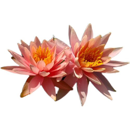 耐寒睡莲科罗拉多 新手入门品种 中大型睡莲带花发货池塘 - 图3