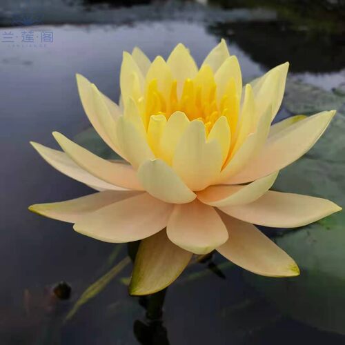 耐寒睡莲艾肯斯  大型品种   水生花卉 - 图0