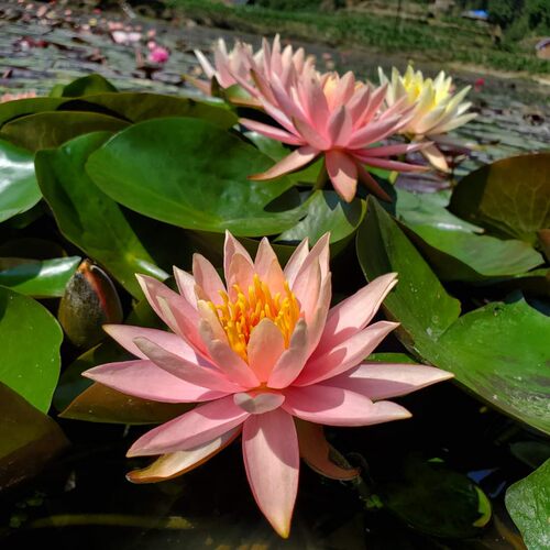 耐寒睡莲科罗拉多 新手入门品种 中大型睡莲带花发货池塘 - 图2