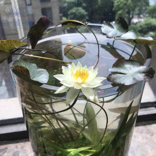 睡莲小海 睡莲海尔芙拉 小型微型品种水生花卉 包邮 - 图1