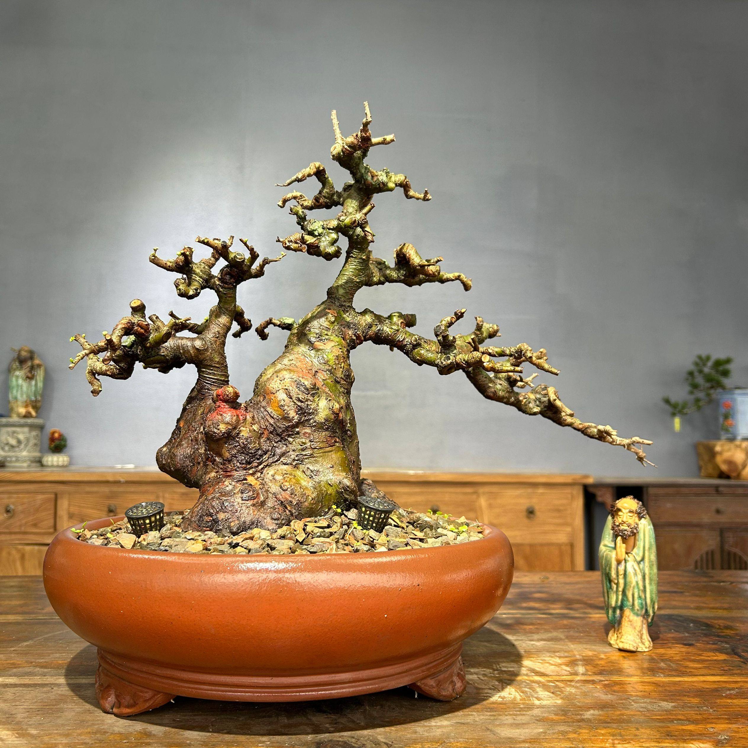 老桩小叶榔榆怪桩矮霸榆树老桩坨坨一物一拍榆树盆景种好带盆包邮,淘宝优惠券,粉丝福利购,淘宝优惠卷