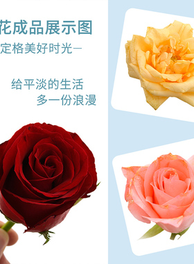 花柬硅胶粉鲜花永生花干燥剂