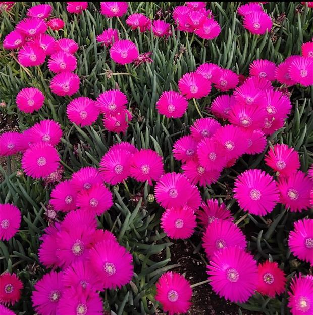 一颗包邮红花奔龙黄花照波多肉植物神童番杏科春秋季开花观赏性好 - 图0