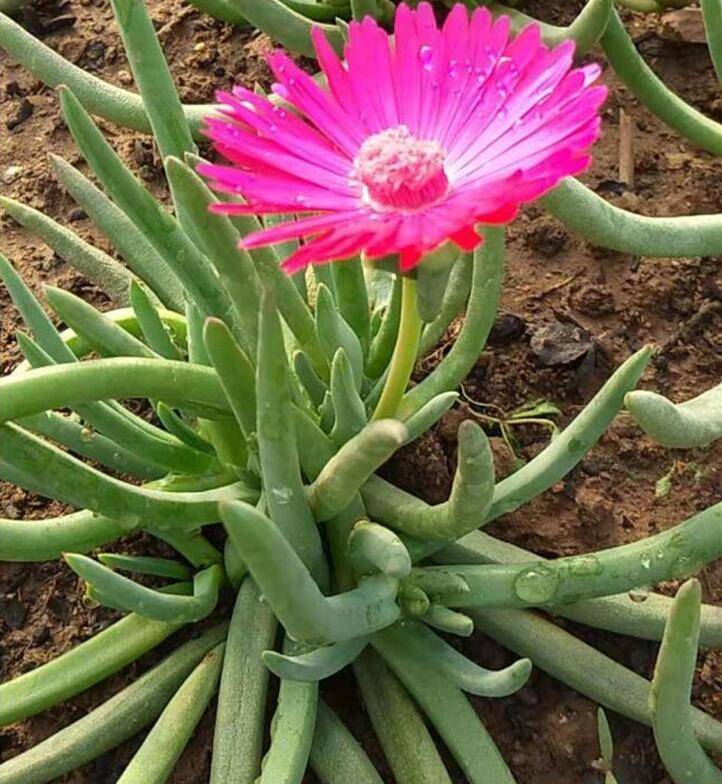 红花奔龙黄花照波多肉植物神童番杏科春秋季开花观赏性好 - 图1