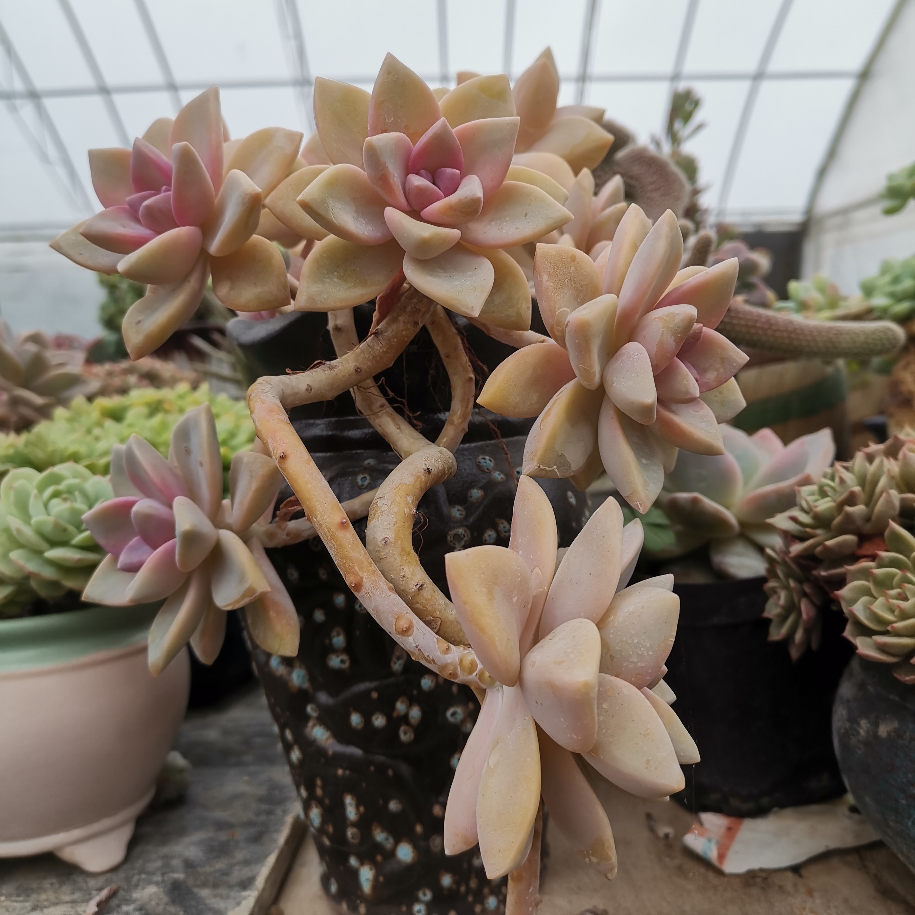 淡雪多肉植物群生老庄多头办公室内绿植小盆栽花卉盆景 翔翔多肉坊 淘优券 淡雪多肉植物群生老庄多头办公室内绿植小盆栽花卉盆景 翔翔多肉坊 淘优券
