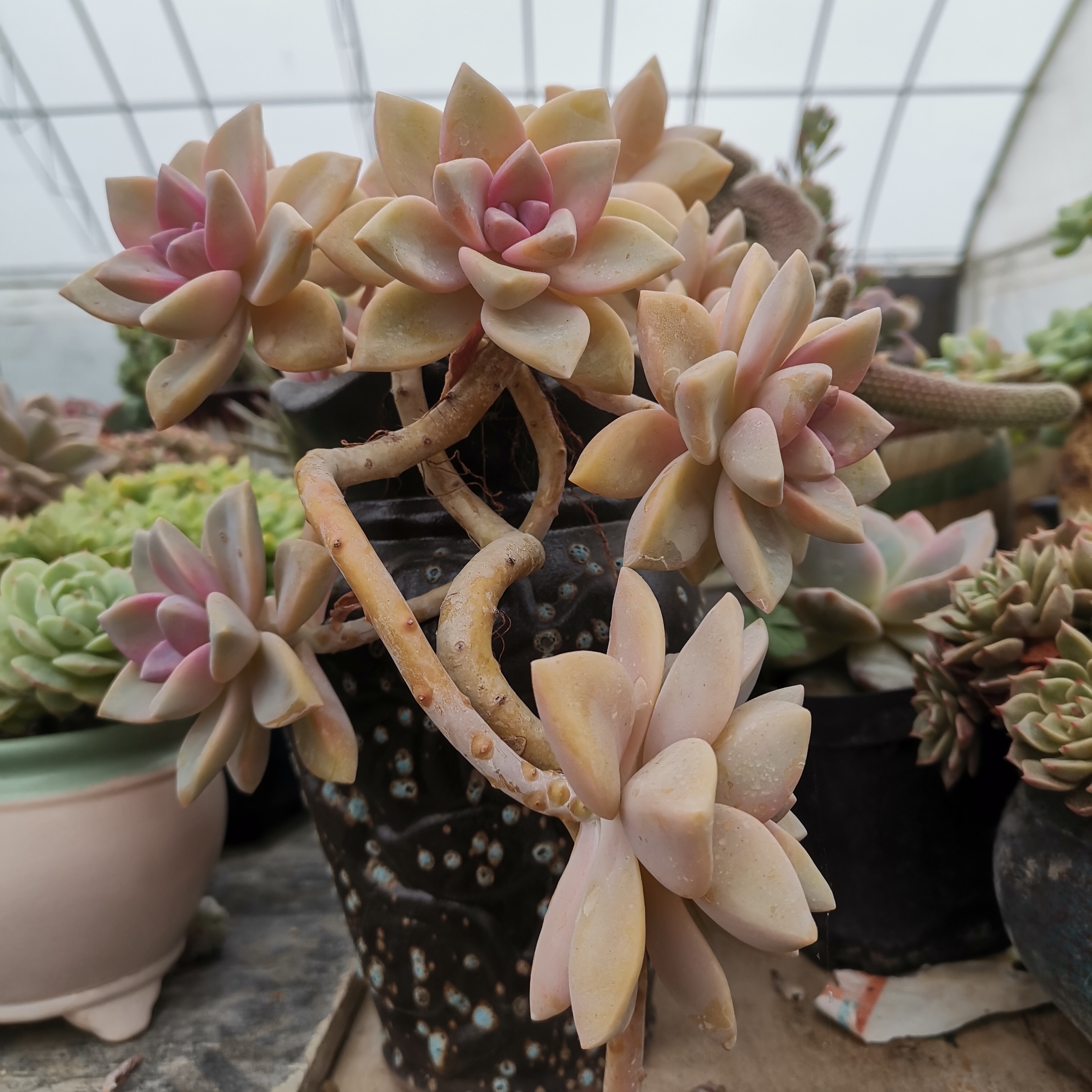 淡雪多肉植物群生老庄多头办公室内绿植小盆栽花卉盆景 翔翔多肉坊 淘优券