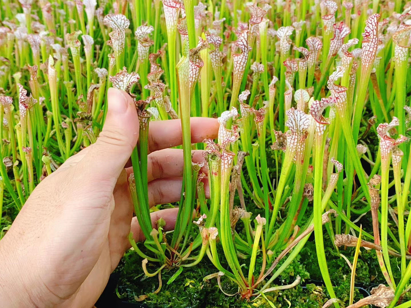 白色瓶子草食虫草白瓶捕蝇草食虫植物吃虫子驱蚊草猪笼草学生绿植,淘宝优惠券,粉丝福利购,淘宝优惠卷