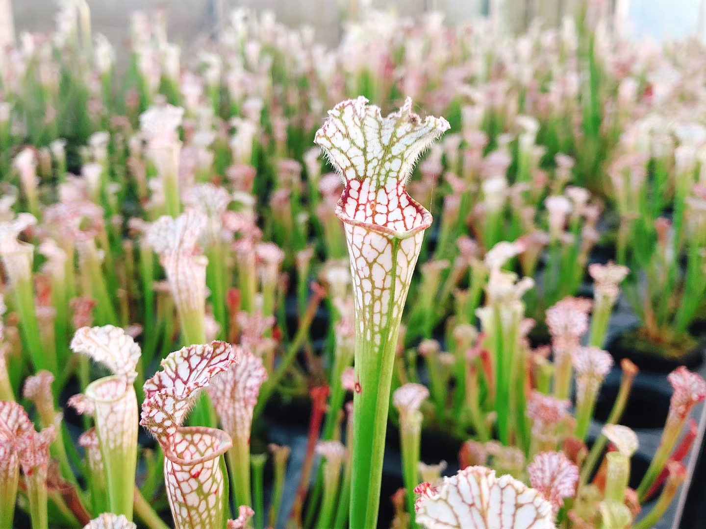 白色瓶子草食虫草白瓶捕蝇草食虫植物吃虫子驱蚊草猪笼草学生绿植,淘宝优惠券,粉丝福利购,淘宝优惠卷
