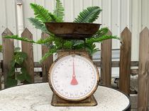 lbs metering retro made of old style pallets spring scales garden shop decoration