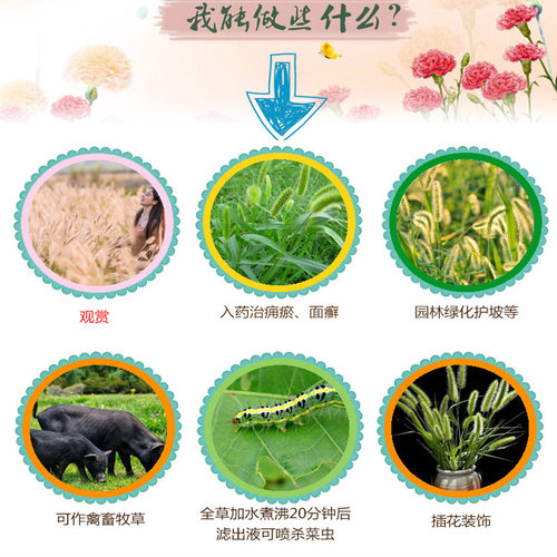 狗尾草种子狗尾巴草种籽药材饲料牧草观赏护坡花园庭院易活花草种 - 图1
