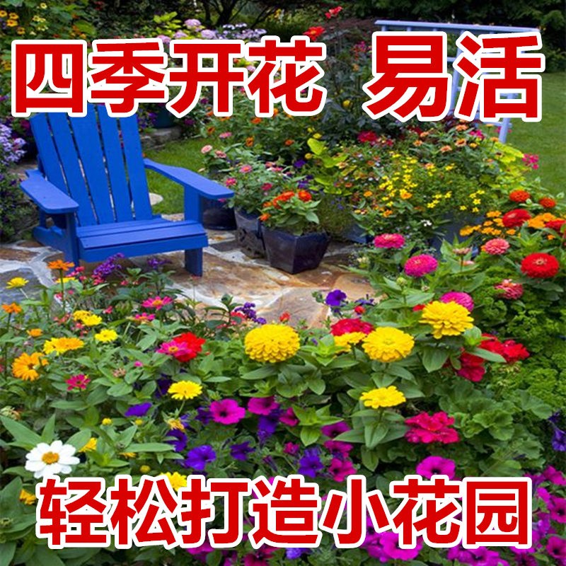 野花组合花种子四季播种开花格桑花花籽太阳花种孑除虫菊花种籽子 - 图0