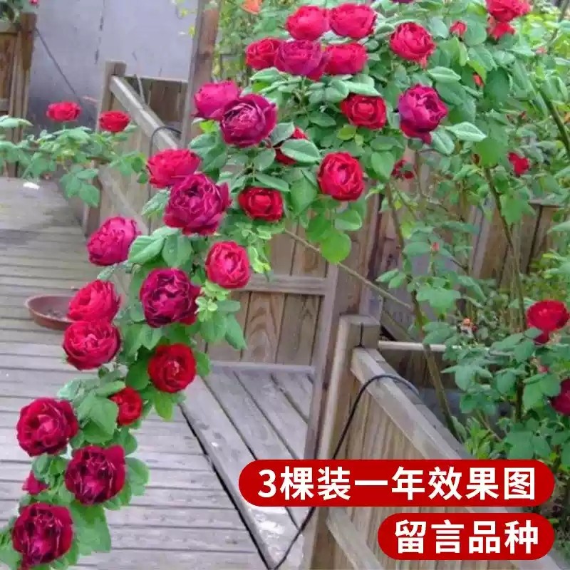 蔷薇花苗藤本月季大苗庭院爬藤植物花卉阳台庭院盆栽阳台开花玫瑰,淘宝优惠券,粉丝福利购,淘宝优惠卷