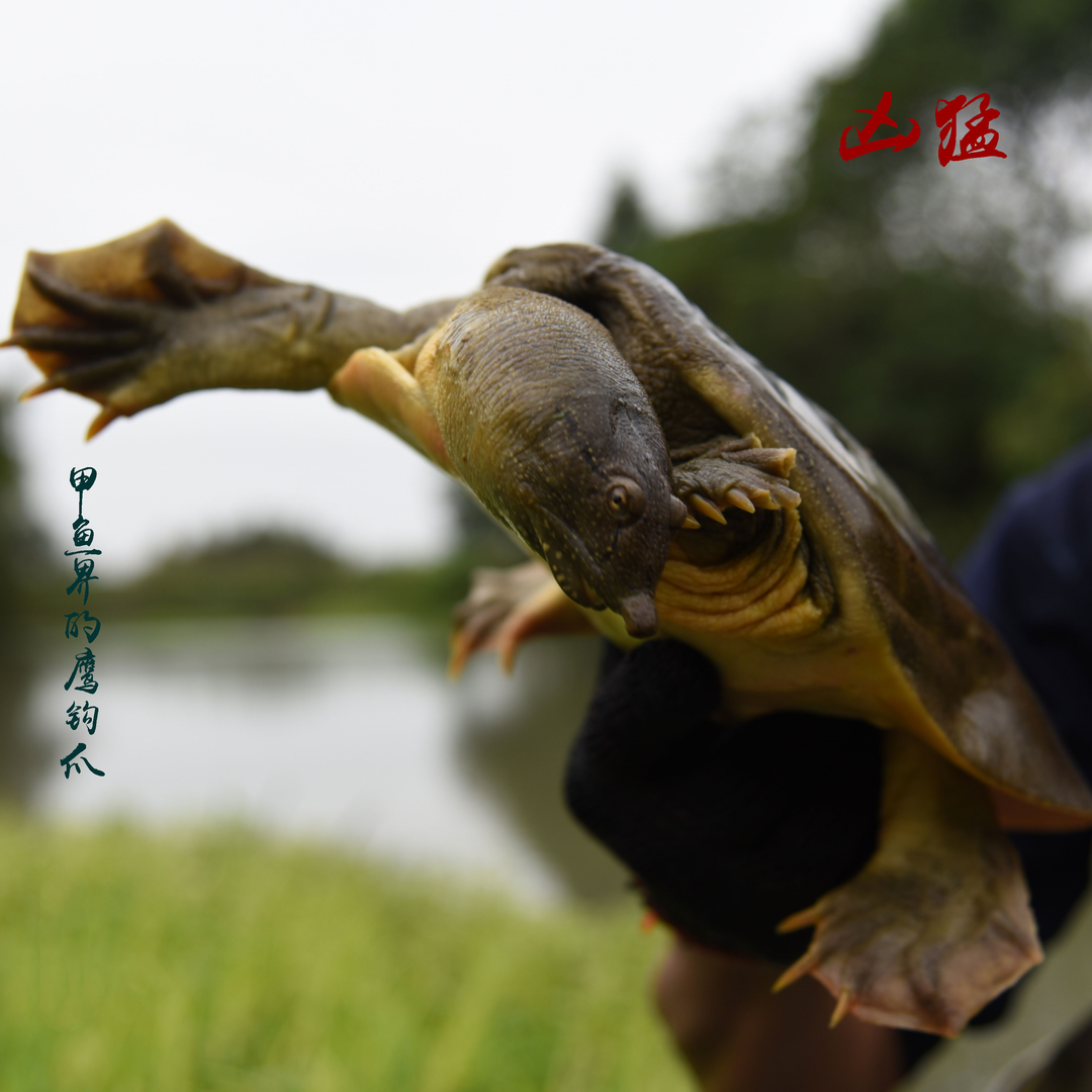 外塘大甲鱼鲜活体食用中华鳖花背水鱼团鱼王八散养养殖小甲鱼鳖苗 - 图0