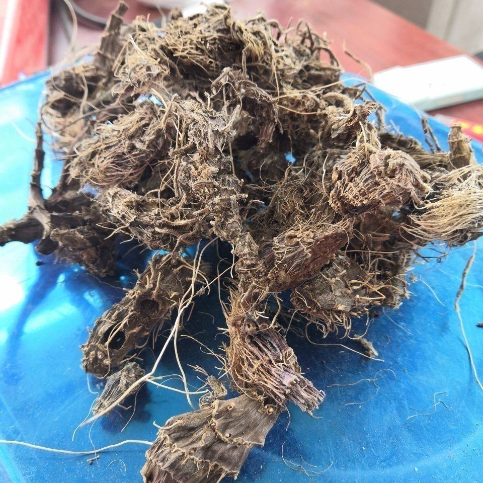 中药材九子连环草根珠串珠 串白鸡 连环草 肉连环 西昌产